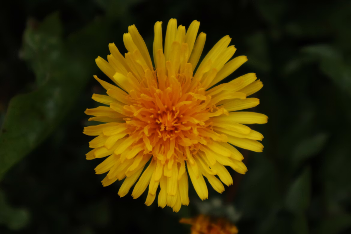 Easy Dandelion Wine Recipe