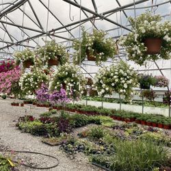 Lan's Flower Farm in Clay, NY