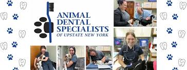 Animal Dental Specialists Fayetteville NY