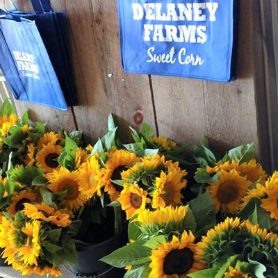 Delaney Farms in Syracuse, NY
