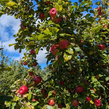 Dwight Miller Orchards Organic Groves