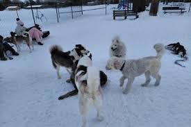 Dog Park at Heritage Park Syracuse, NY