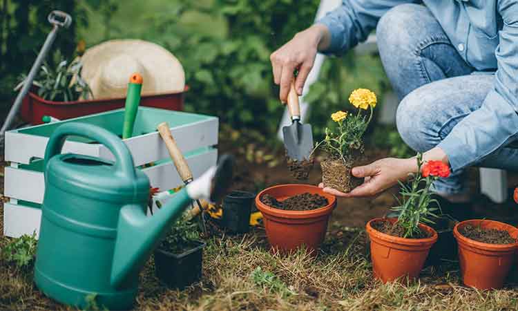 Home & Garden