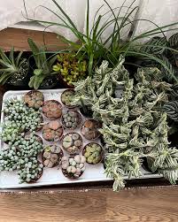 Hosta King Plany Nursery in Baldwinsville