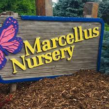 Marcellus Nursery, tree options, shrubs, ornamental landscaping plants in Syracuse