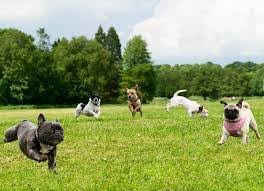 Ormand Spencer Park Dog Area Syracuse NY