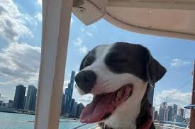 Elmwood Park Pet-friendly Syracuse NY
