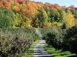 Southern Vermont Orchards Apple Trees