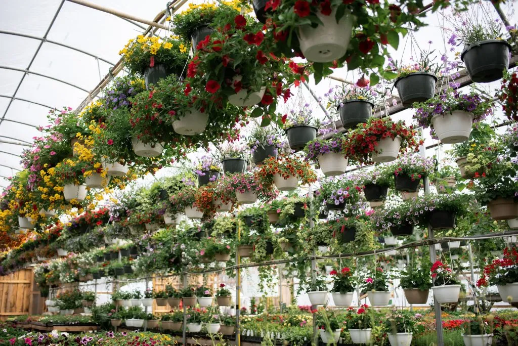 Local plant nurseries, seasonal annual displays, blooming perennials, and commercial greenhouse rows in Syracuse NY