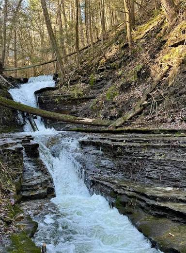 The Gully Preserve in Dansville NY