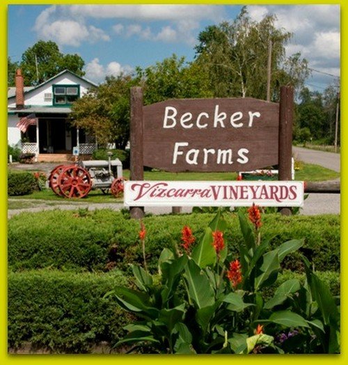 Vizcarra Vineyards at Becker Farms Gasport, NY