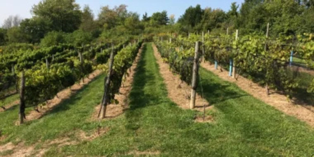 Syracuse & Central NY Wine Guide